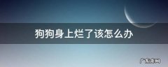 狗狗身上烂了该怎么办 狗狗身上烂了怎么处理