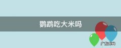 鹦鹉吃大米吗 玄凤鹦鹉吃大米吗