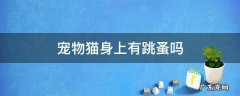 猫身上肯定有跳蚤吗 宠物猫身上有跳蚤吗