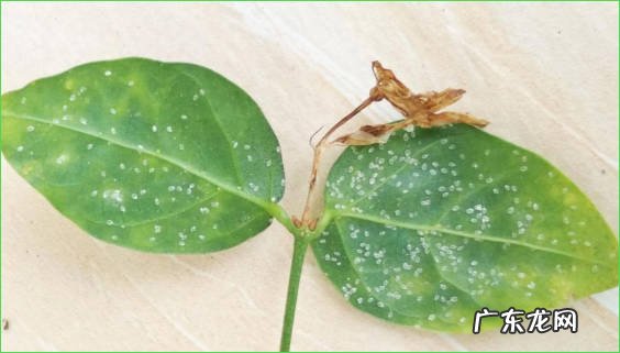 叶片发黄 为什么茉莉花被拉入黑名单