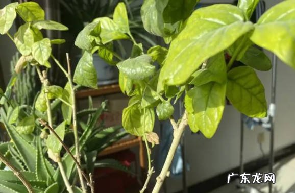 叶片发黄 为什么茉莉花被拉入黑名单