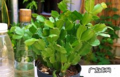 浇水 养护蟹爪兰需要注意什么