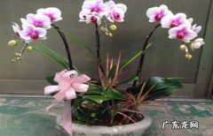 遮光 夏天怎么养好蝴蝶兰