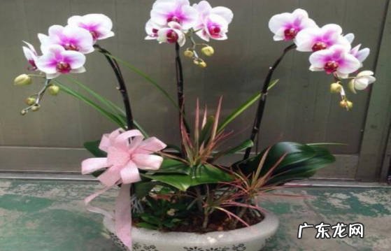 遮光 夏天怎么养好蝴蝶兰