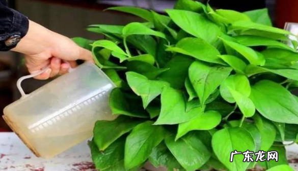 稀释 花卉营养液怎么用