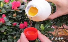 稀释 花卉营养液怎么用