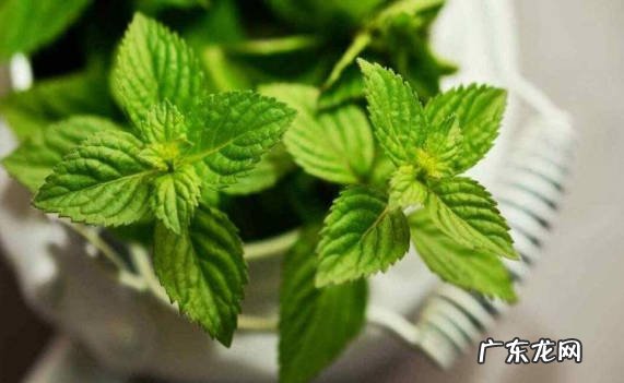 合适的土壤 薄荷种子盆栽的种植方法