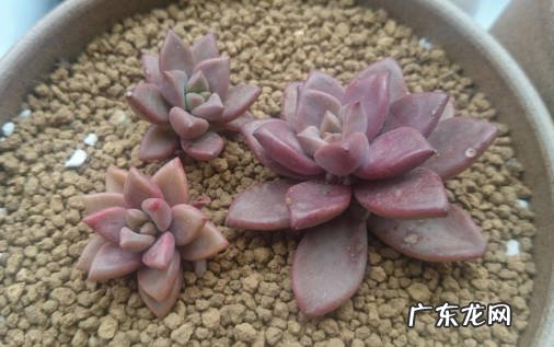 姬胧月 阳台适合种什么品种的多肉