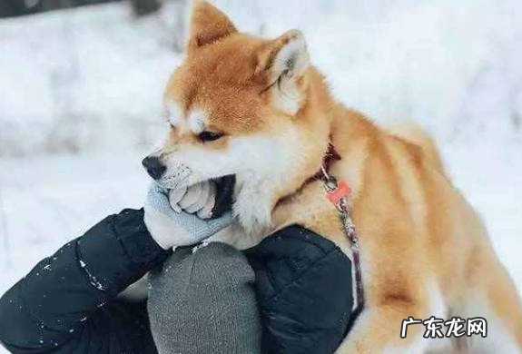 具有攻击性 为什么养秋田犬的人不多