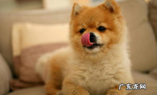 具有攻击性 为什么养秋田犬的人不多