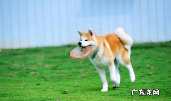 具有攻击性 为什么养秋田犬的人不多