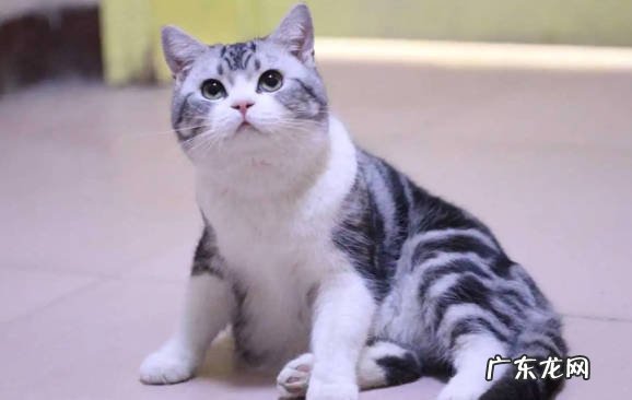 吃醋 为什么美短猫会退出市场