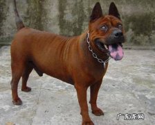 凉山犬 哪些中国土狗名气大