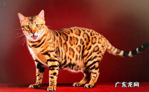 加菲猫 哪些品种的猫咪不再受欢迎
