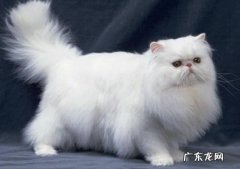 加菲猫 哪些品种的猫咪不再受欢迎