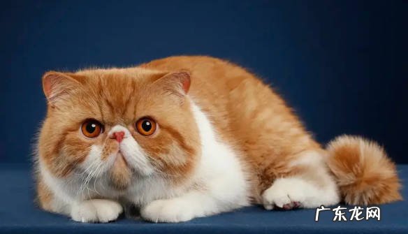 无毛猫 哪些品种被称作猫界四不养