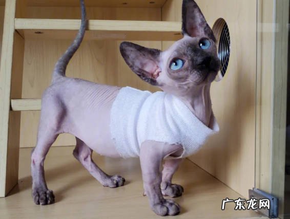 无毛猫 哪些品种被称作猫界四不养