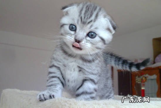 无毛猫 哪些品种被称作猫界四不养