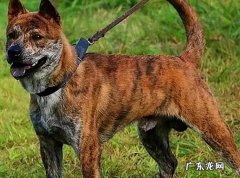 细犬 哪些是常见的中华田园犬