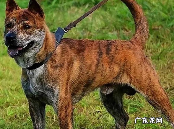 细犬 哪些是常见的中华田园犬