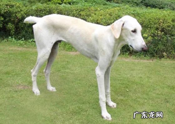 细犬 哪些是常见的中华田园犬