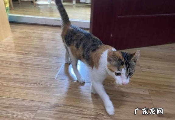 奶牛猫 最多人选择的猫咪是什么