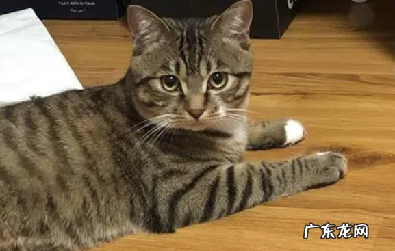 奶牛猫 最多人选择的猫咪是什么