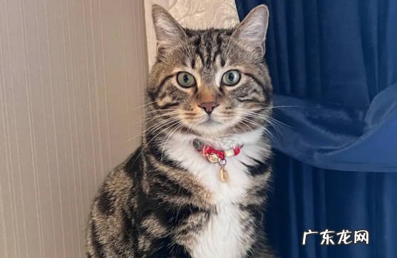 布偶猫 温顺听话的猫咪品种有哪些