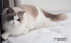 布偶猫 温顺听话的猫咪品种有哪些