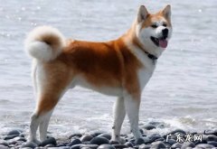 体型 秋田犬和柴犬的区别是什么