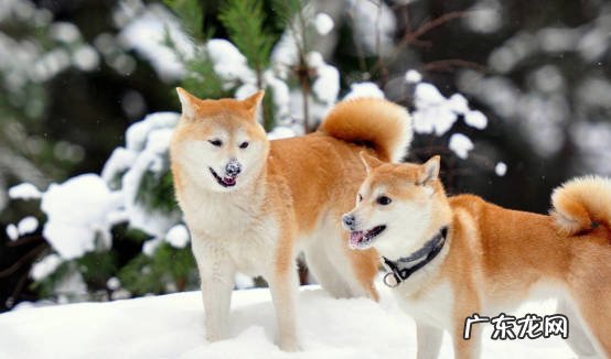 体型 秋田犬和柴犬的区别是什么