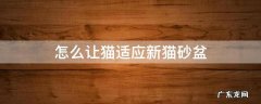 怎么让猫适应新猫砂盆 新猫不会用猫砂盆怎么办