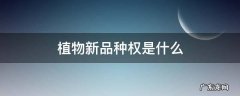 植物新品种权是什么 植物新品种权是什么样子