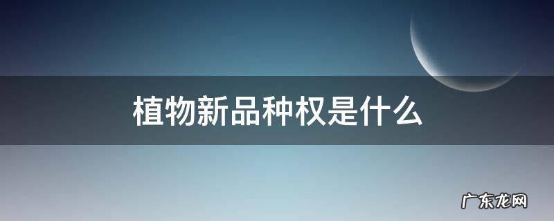 植物新品种权是什么 植物新品种权是什么样子