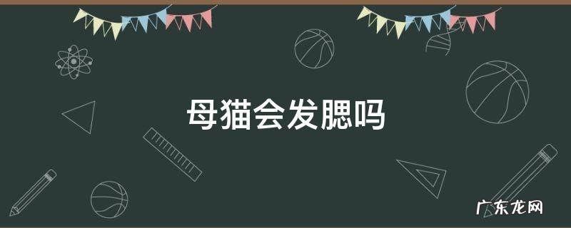 英短母猫会发腮吗 母猫会发腮吗