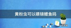锦鲤可以喂黄粉虫吗? 黄粉虫可以喂锦鲤鱼吗