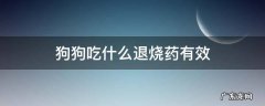 狗狗发烧吃什么退烧药 狗狗吃什么退烧药有效