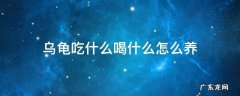 乌龟吃什么喝什么怎么养 乌龟吃什么喝什么?