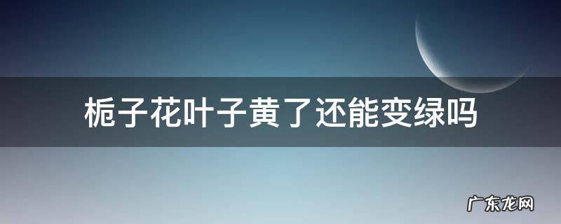 栀子花叶子黄了还能变绿吗 栀子花的叶子都黄了怎么办