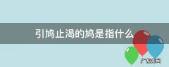 饮鸩止渴的鸠是什么 引鸠止渴的鸠是指什么