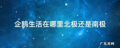 企鹅是住在北极还是南极 企鹅生活在哪里北极还是南极