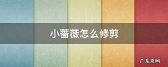 小蔷薇怎么修剪 蔷薇盆栽怎么修剪