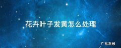 花卉叶子发黄怎么回事 花卉叶子发黄怎么处理