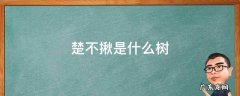 结楚不揪的树是什么树 楚不揪是什么树