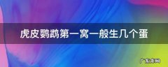 虎皮鹦鹉第一窝一般生几个蛋 虎皮鹦鹉一窝生多少个蛋