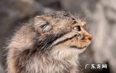 帕拉斯猫 哪些是危险系数高的猫咪