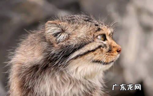 帕拉斯猫 哪些是危险系数高的猫咪