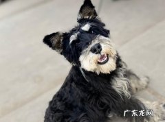 吠叫 打骂雪纳瑞的后果是什么