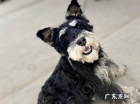 吠叫 打骂雪纳瑞的后果是什么