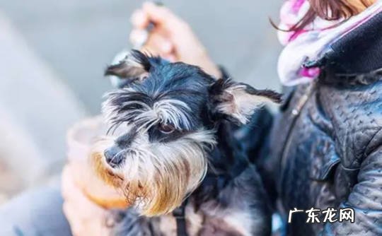 吠叫 打骂雪纳瑞的后果是什么